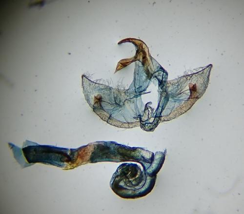 Hofmannophila pseudospretella